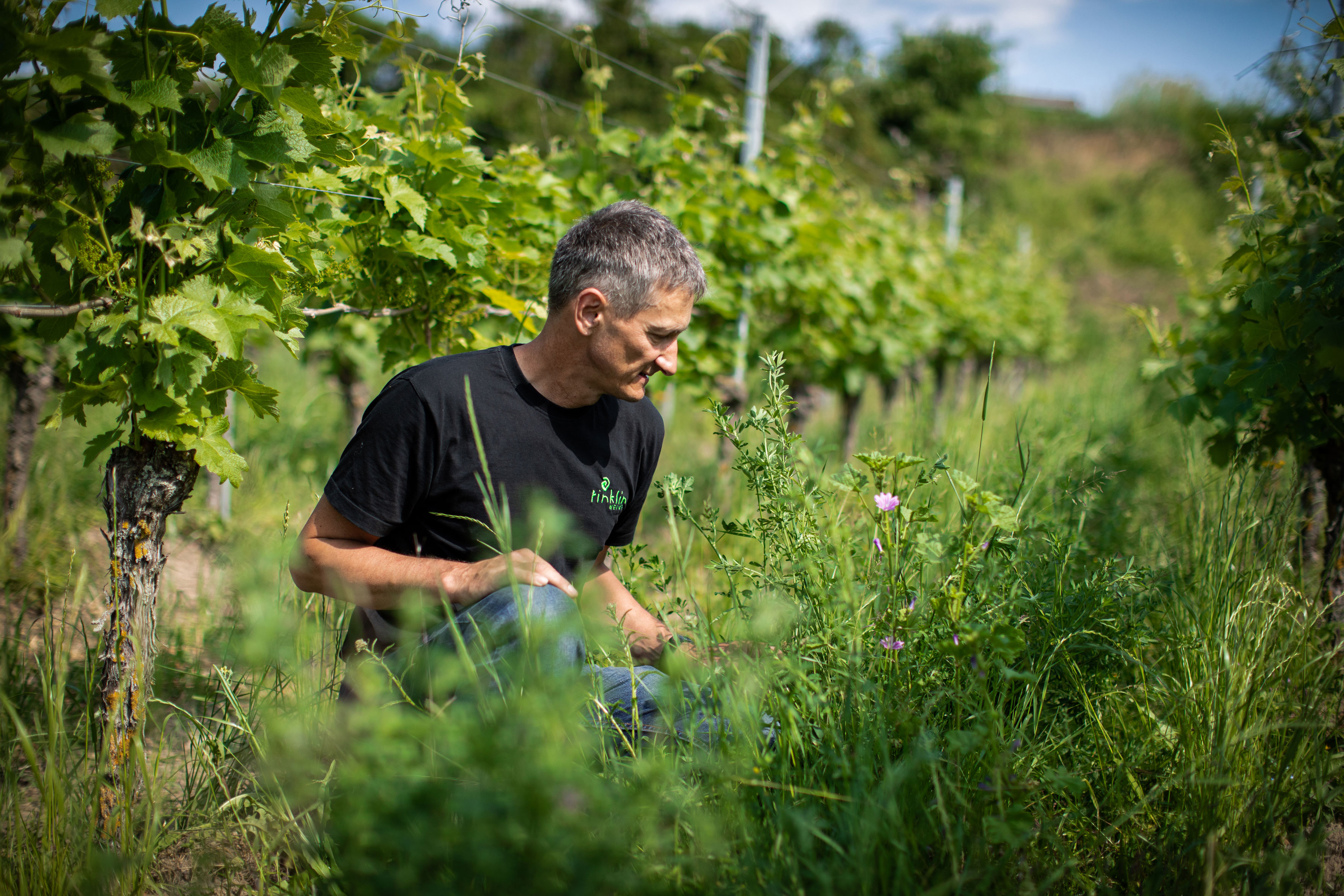 Weingut Rinklin